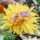 14K Rose Gold, 6mm Citrine Stud Earrings $480-